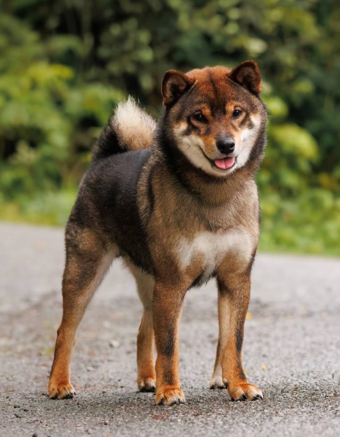Allaikha's A Hiro Kuma