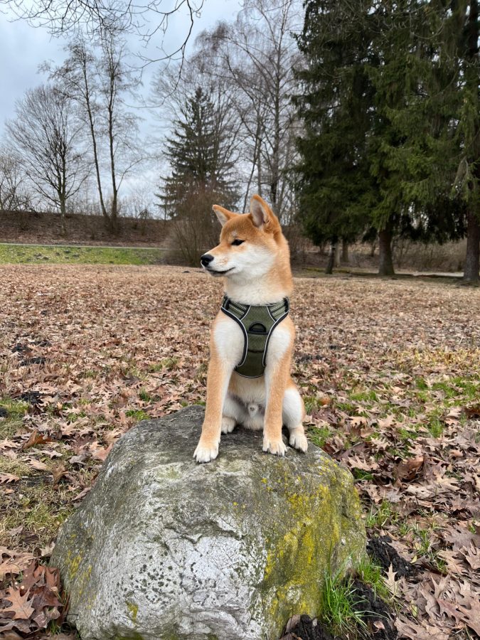 Daiki vom hundecampus