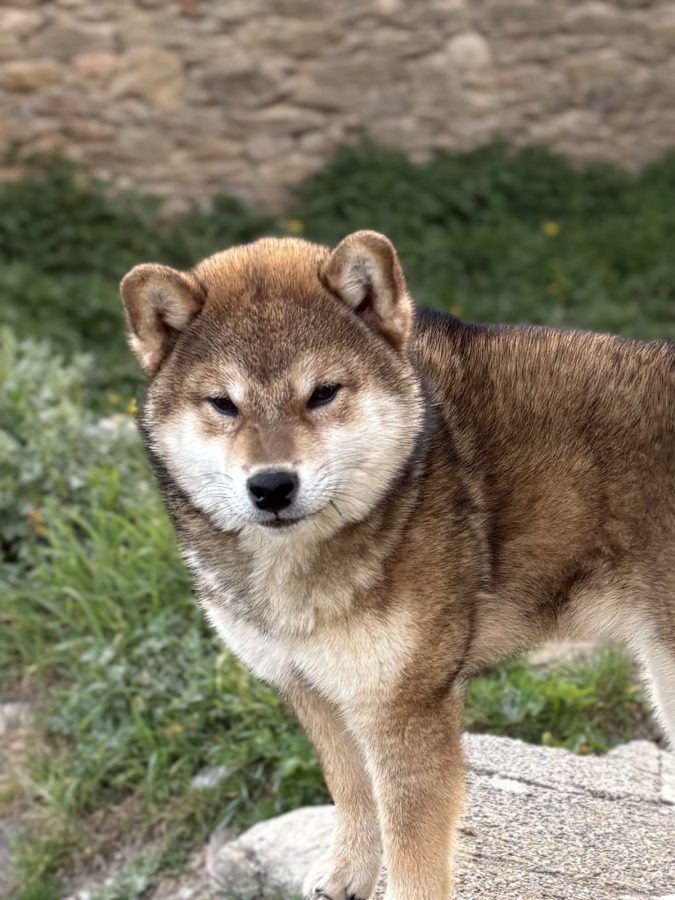 Aki Shuurin de La nouvelle aube