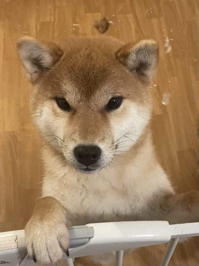 Atarashi Yoake go Sakura Kensha