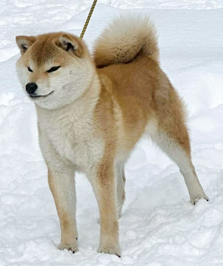 Kokomo Go Misawa Ichiryoso