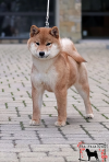Kinuhikari Go Seiryuu Hashimotosou