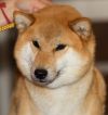 Pet Aleks Kichi No Hana