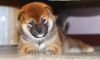 Pet Aleks Purinsu