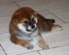 Pet Aleks Puraido