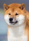Katsuro Nakama
