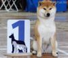 Sachi No Aiko Go Shun You Kensha