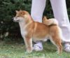 Handzimemesite Persey