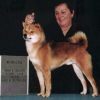 Tanasea's Rambo Of Shibas Nest