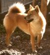 Shibas Nest Diamond Lil