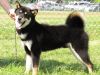Kortar's Kipper of Smilingbear