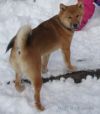 Smilingbear Jazmine