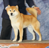 Roki Yama's Canelo Kurama
