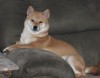 Firefoxx Golden Katsume