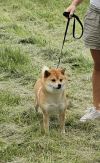 Mineko Go You Djenima