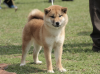 Xiang Shun No Ruo Mei Hao of Siang Shun Cyuan She