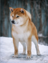 Fukushuugen Go Sapporo Kagasou