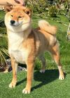 Shuhimenami Go Shun You Kensha