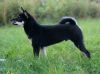 Black Jun'Ichi di Poggio Petroio