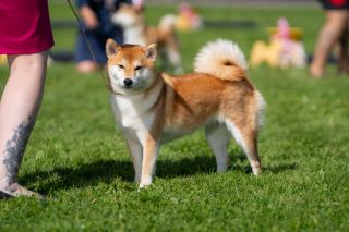 Towami Go Sakura Kensha