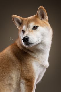 Ukiyo Niwa Go Sakura Kensha