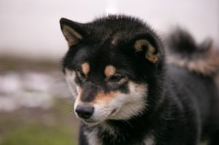 Nikola Gold Kennel Taichi