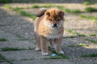 Sirius Taï Go Sakura Kensha