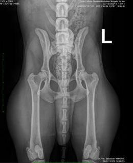 Hip X-ray of Viktor Glorious Evolution Shingeki no Inu