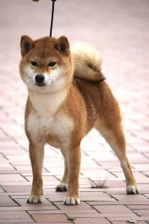 Bentemmomokahime Go Ryukyu Uruma