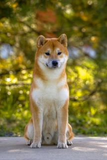 Toyokhara Shiba Benimaru
