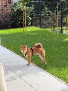 Eitarō vom hundecampus