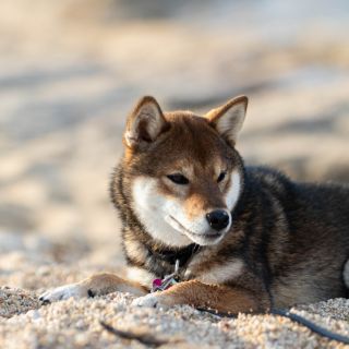 Baya Aji Go Sakura Kensha