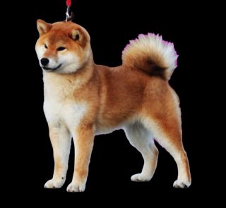 Ami