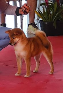 Meiji Go Kotei Ex Prodigus Canis