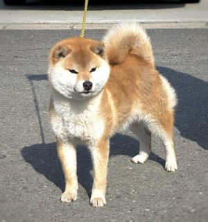 Kokomo Go Misawa Ichiryoso