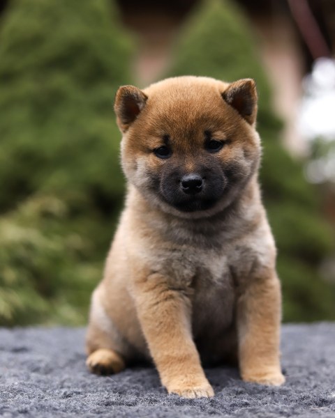 Huskiesterra