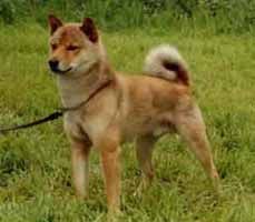 Aka Matsu Av Enerhaugen