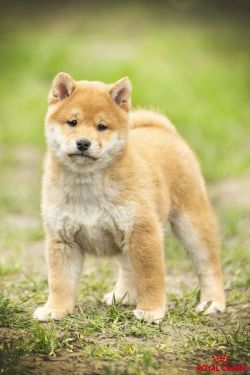 V'Kyubi le démon renard de la Perle des Quatre Âmes