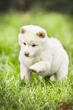 Vici de la Perle des Quatre Âmes