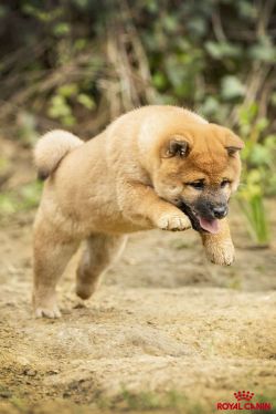 Veni Very Parfaite de la Perle des Quatre Âmes