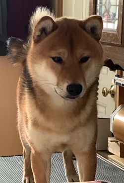 Horizon's Play'N Gio Code Absolute