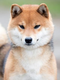 Bachata de Templo Amatsu Kami