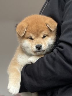 Asacha Wakoucha Blue