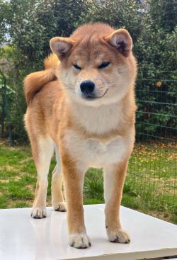 Amaterasu Okami Go Sakura Kensha