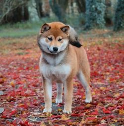 Lacsar Don't Nutella Soul