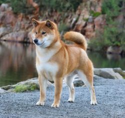 Lacsar Tic Tac Tayto