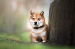 Yuki hachimitsu