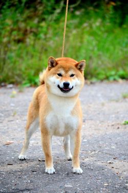 Saint Ellaris Gingahime