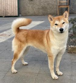 Saint Ellaris Zhizel