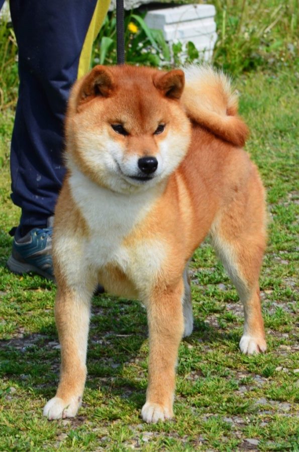 Fujikaze Go Fuefuki Saitou
